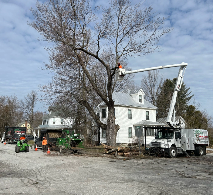 tree crane service